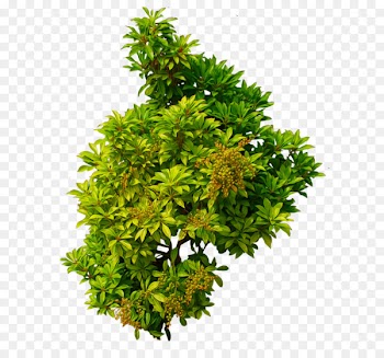 Clip art - Bush PNG image 