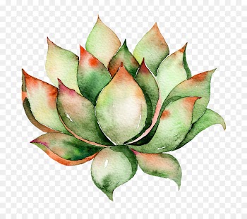 Clip art Cactus and Succulents Watercolor painting Succulent plant - green flower 