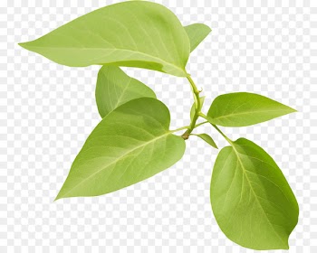 Clip art Centerblog Portable Network Graphics Image - guava leaves 