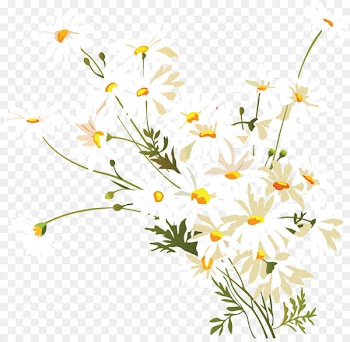 Clip art Chamomile Portable Network Graphics Flower Image - chamomile 