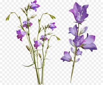 Clip art Choix des plus belles fleurs Watercolor painting Portable Network Graphics Image - flower 