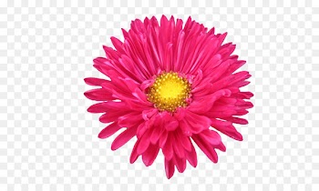 Clip art Chrysanthemum Illustration Naver Blog Portable Network Graphics - lofty 