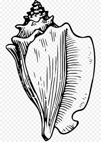 Clip art Conch Openclipart Free content Image - conch 