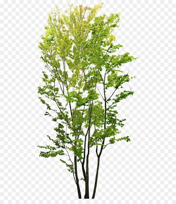 Clip art Design Product Vector graphics Portable Network Graphics - green pine tree 