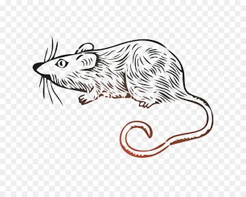 Clip art Drawing /m/02csf Whiskers Cartoon -  