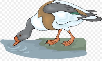 Clip art Duck Openclipart Mallard Vector graphics - duck 