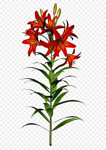 Clip art Easter lily Portable Network Graphics Image Openclipart -  