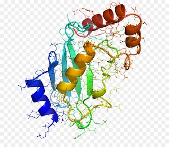 Clip art Enzyme Ubiquitin Portable Network Graphics Post-translational modification - atp background 