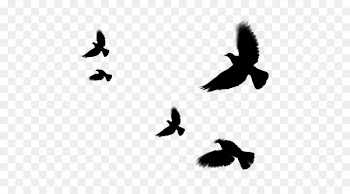Clip art Fauna Beak Silhouette Feather -  