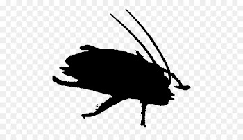 Clip art Fauna Carnivores Silhouette Pest -  