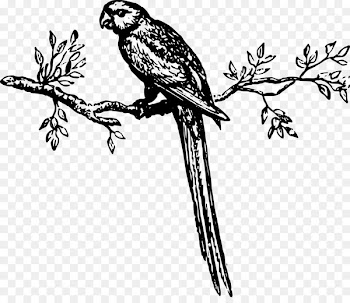 Clip art Feather Flower Illustration Plant stem -  