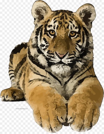 Clip art Felidae Lion Bengal tiger Portable Network Graphics - lion 