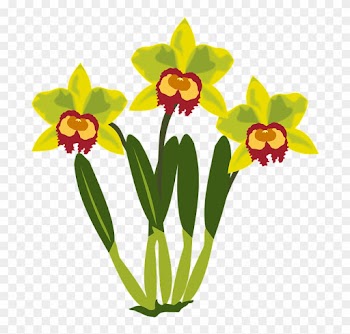 Clip Art Flor Flora Flower Nature Orchid Orchids - Clip Art