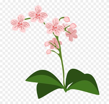 Clip Art Flor Flora Flower Nature Orchid Orchids - Orquideas Clipart