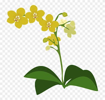 Clip Art Flor Flora Flower Nature Orchid Orchids - Spectacular Orchids: The Basics Of Growing Your Own