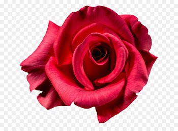 Clip art Flower bouquet Portable Network Graphics Garden roses - flower 