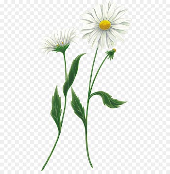 Clip art Flower Portable Network Graphics Chamomile JPEG - flower 