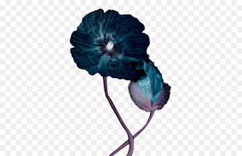 Clip art Flower Portable Network Graphics Petal Photography - pavot dislande 