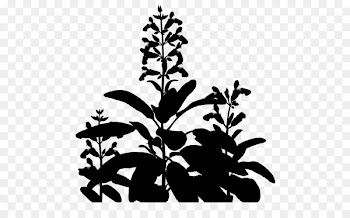 Clip art Flowering plant Plant stem Leaf -  