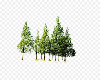 Clip art Forest & Tree Portable Network Graphics - tree 