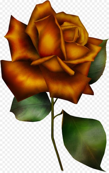 Clip art Garden roses Flower Portable Network Graphics - rose 