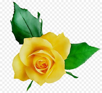 Clip art Garden roses Portable Network Graphics Image Cartoon -  