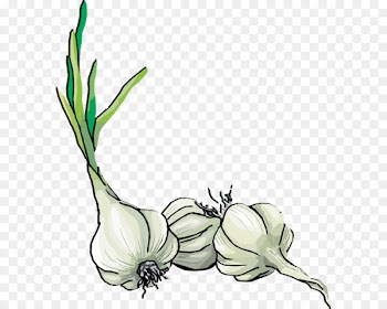 Clip art Garlic bread Openclipart Vector graphics - garlic 