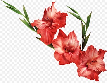 Clip art Gladiolus Portable Network Graphics Free content Image - gladioli 