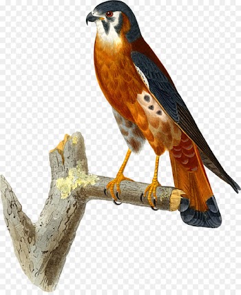 Clip art Hawk Falcon Openclipart American kestrel - falcon 