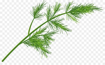 Clip art Herb Vector graphics Illustration Stock photography - herbspng filigree 