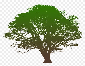 Clip Art Hickory Tree Service Westchester County Ny - Oak Tree Clip Art Black And White