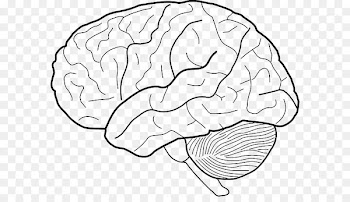 Clip art Human brain Drawing Image - neuroscience 