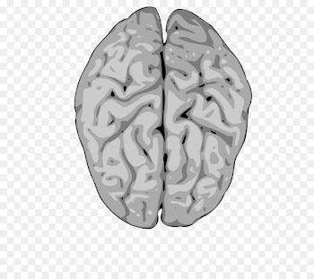 Clip art Human brain Vector graphics Nervous system - brain 