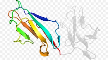 Clip art Illustration Graphic design Organism Line - bajirao peshave heykeli 