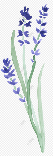 Clip art Illustration Image Graphics Watercolor painting - purple splash 