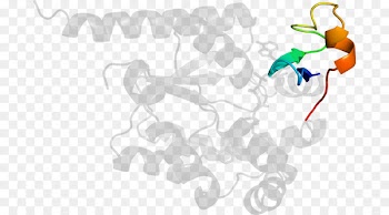 Clip art Illustration Product design Desktop Wallpaper - iizaka 