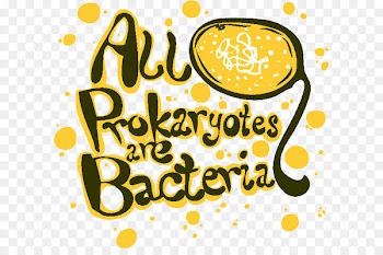 Clip art Illustration Prokaryote Microbiology Bacteria - bacteria banner 