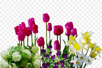 Clip art Image Flower garden Tulip Portable Network Graphics -  