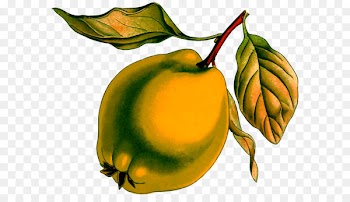 Clip art Image Pear Quince Drawing - pear 