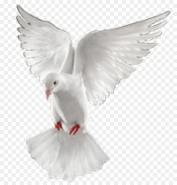 Clip art Image Portable Network Graphics Desktop Wallpaper Pigeons and doves - edify pictogram 