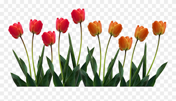Clip Art Images Of Tulip Clipart - Tulips Png Transparent Png ...