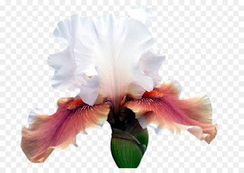 Clip art Irises Portable Network Graphics Ohio Cut flowers - iris pennant 
