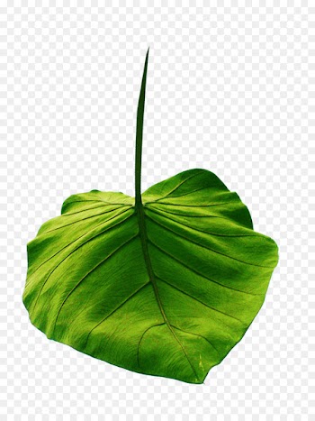 Clip art Leaf Portable Network Graphics Download Image - leaf 