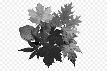 Clip art Leaf Tree Drawing Paper - leaf 