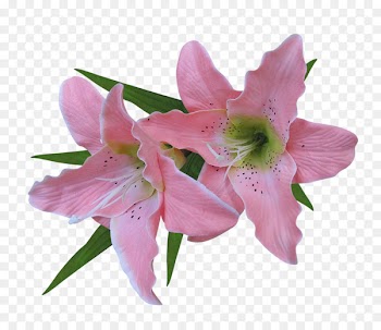 Clip art Lily Image Illustration - lily 