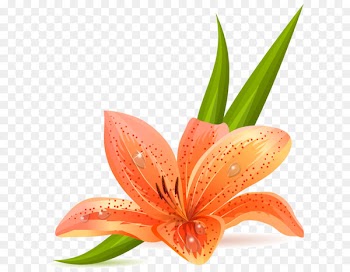Clip art Madonna Lily Portable Network Graphics Free content Tiger lily - quadrate map 