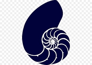 Clip art Nautilidae Seashell Chambered nautilus Vector graphics - murky water 