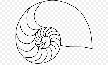 Clip art Nautilidae Vector graphics Chambered nautilus Openclipart - mollusc 
