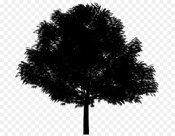 Clip art Oak Portable Network Graphics Illustration Drawing -  