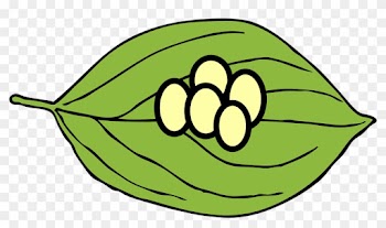 Clip Art Of Butterfly Eggs On Leaves - Butterfly Egg On Leaf